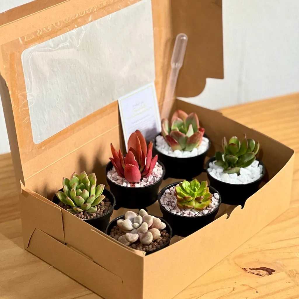 55+ Best Meaningful Farewell Gifts For Coworker 53 A refreshing gift for nature lovers and mindful individuals