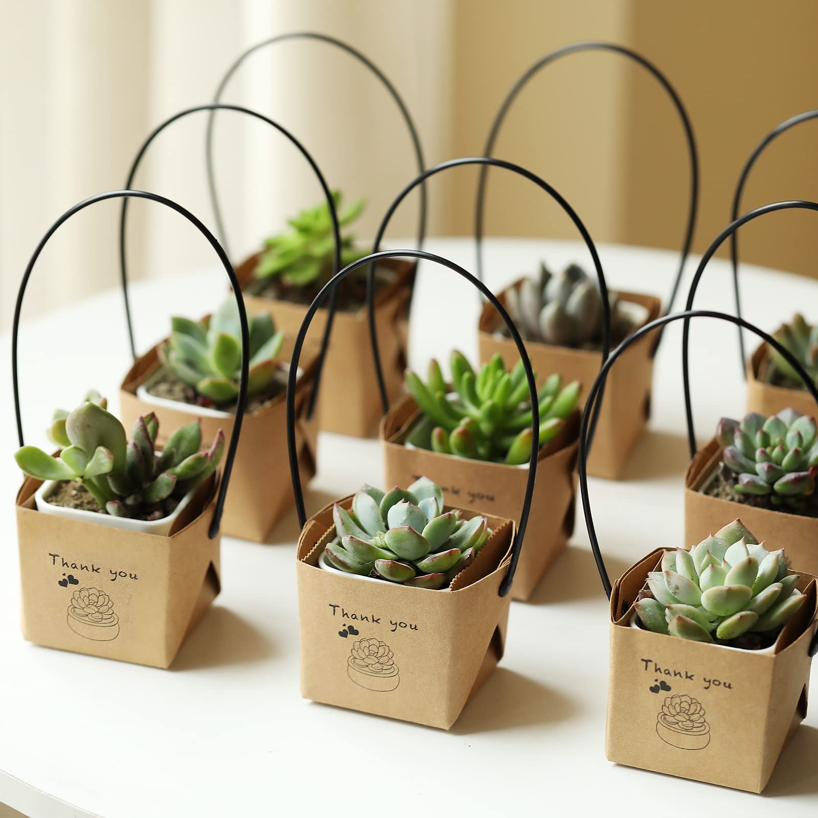 55+ Best Meaningful Farewell Gifts For Coworker 52 A small plant or succulent brightens up the workspace and offers calm